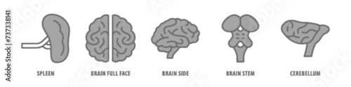 Cerebellum, Brain stem, Brain side, Brain full face, Spleen editable stroke outline icons set isolated on white background flat vector illustration.