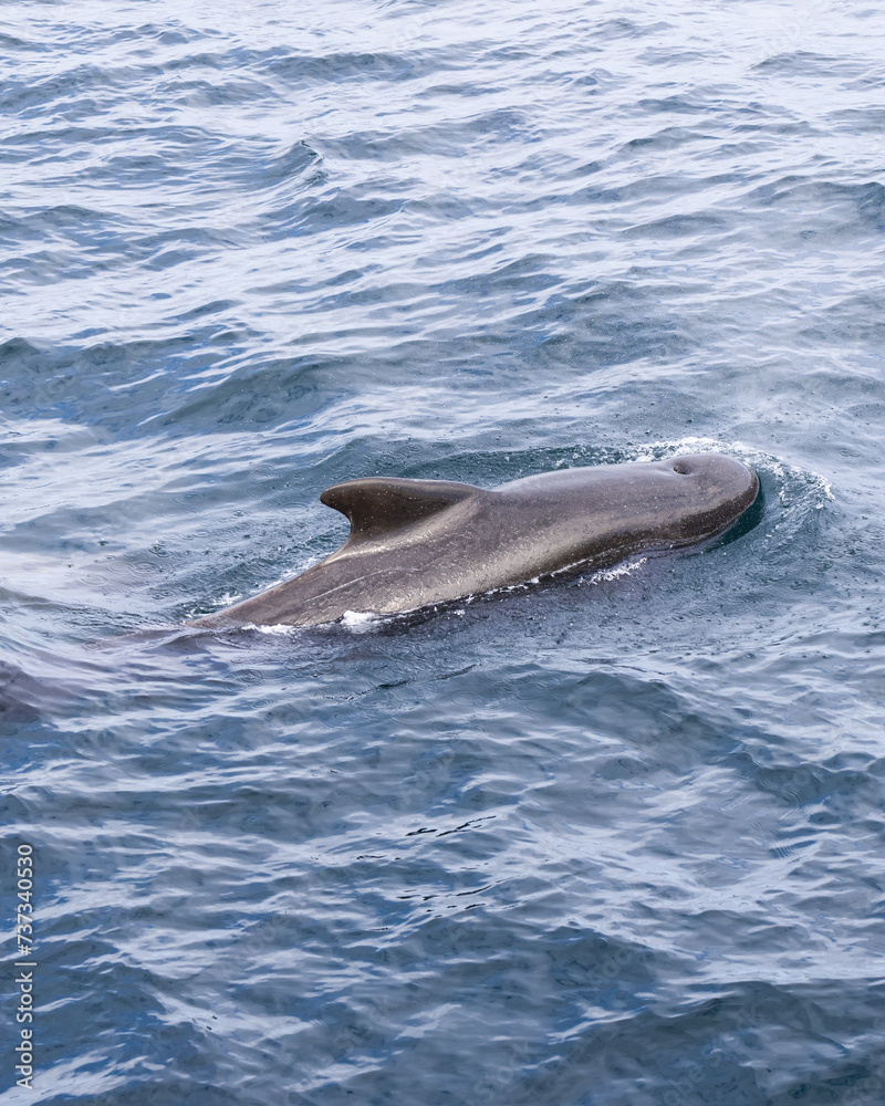 Fototapeta premium A pilot whale's sleek profile is highlighted against the Norwegian Sea's textured blue expanse (Vertical photo)