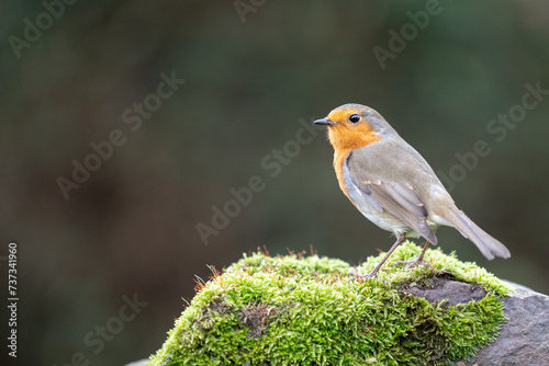 Robin (erithacus rubecula) standing on a mossy stone in a British back garden in Winter. Leicestershire, UK © Helen
