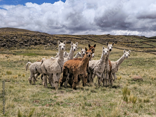 Group of Alpacas on the farm, posing for the camera photo