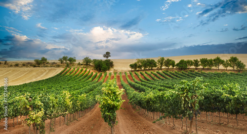 Vineyard field with blue sky and white clouds in the region of Ribera del Duero In Castilla. photo