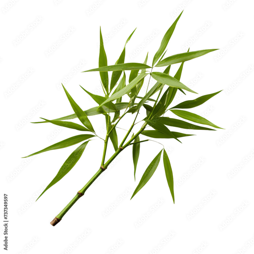 a brunch of Bamboo leaf isolated on white background a brunch of Bamboo leaf isolated on white background