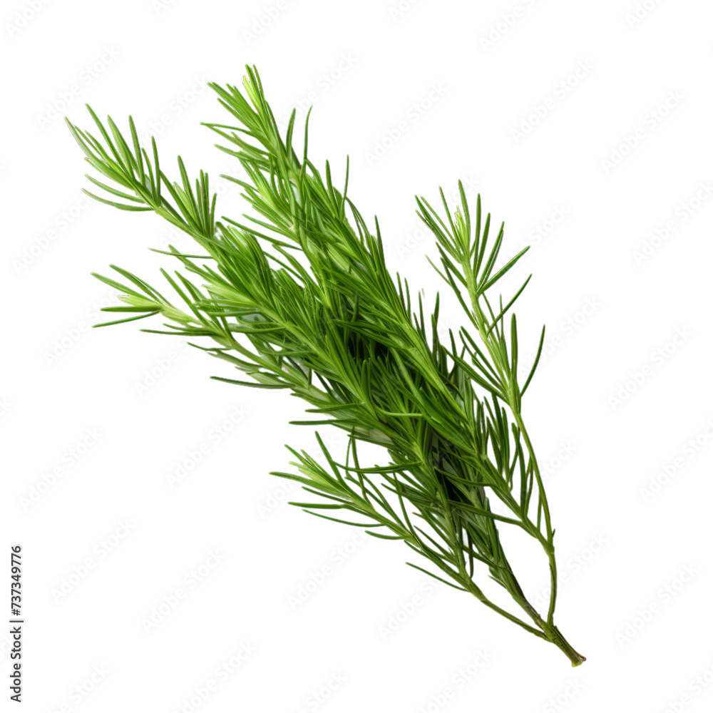 Fototapeta premium a brunch of Cypress needle isolated on white background