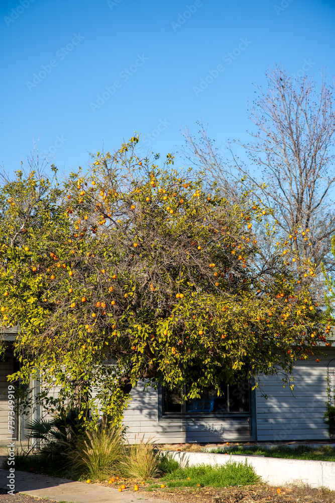 Ripe oranges hanging from twigs of orange tree against blue sky during warm winter in Arizona