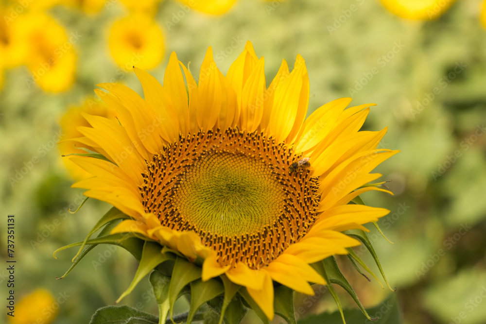 Obraz premium Field of yellow sunflowers in an agricultural plantation in andalusia, spain, on the sunflower there is a bee collecting pollen. In the background blue sky and white clouds. Organic farming concept.