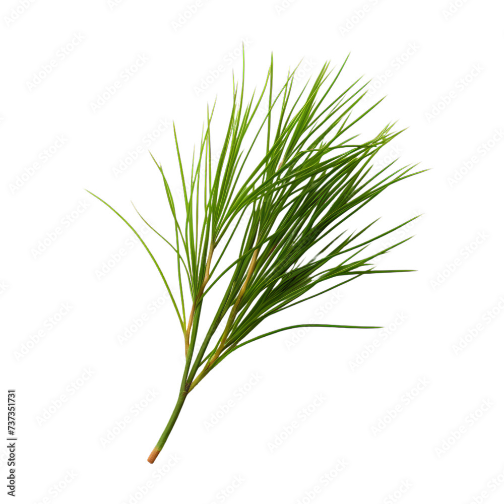 a brunch of Pine needle isolated on white background