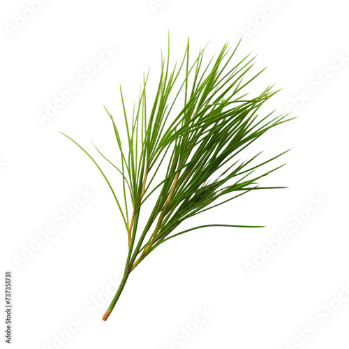 a brunch of Pine needle isolated on white background