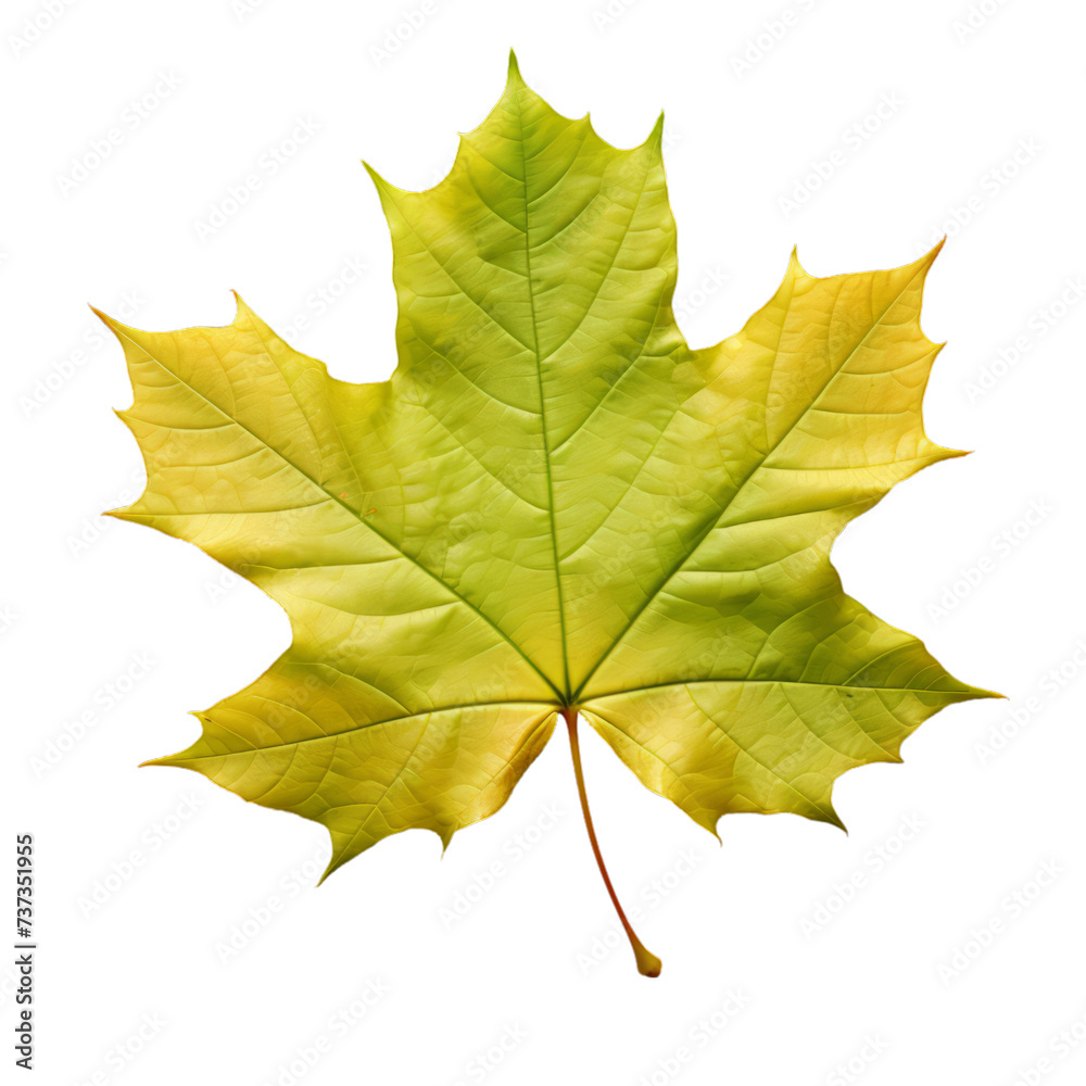 a brunch of Sycamore leaf isolated on white background a brunch of Sycamore leaf isolated on white background