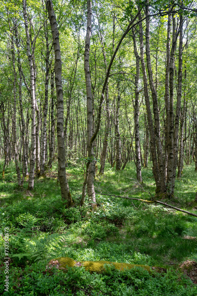 Birch forest