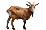 Adult brown goat with horns isolated on transparent background.