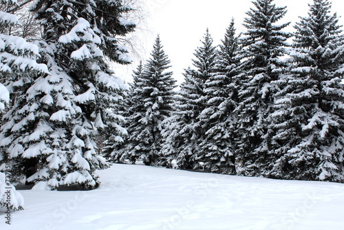 Winter spruces under a pile of snow.