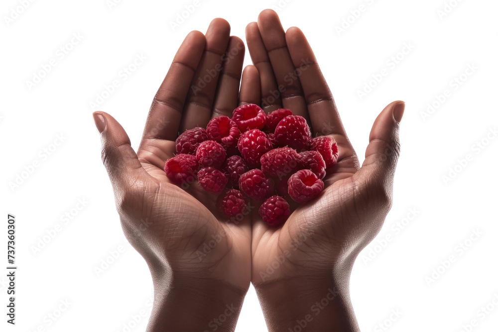 A person carefully holding a bunch of ripe raspberries with their hands. Isolated. A person carefully holding a bunch of ripe raspberries with their hands. Isolated.