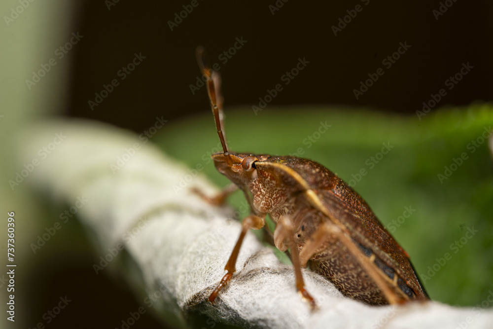 Macro photograph of Otiorhynchus sulcatus (Vine Weevil). Native to Europe but common in North America as well. It is a pest of many garden plants Macro photograph of Otiorhynchus sulcatus (Vine Weevil). Native to Europe but common in North America as well. It is a pest of many garden plants