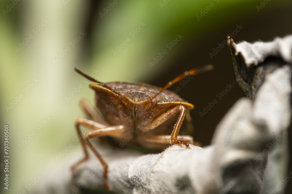 Macro photograph of Otiorhynchus sulcatus (Vine Weevil). Native to Europe but common in North America as well. It is a pest of many garden plants Macro photograph of Otiorhynchus sulcatus (Vine Weevil). Native to Europe but common in North America as well. It is a pest of many garden plants