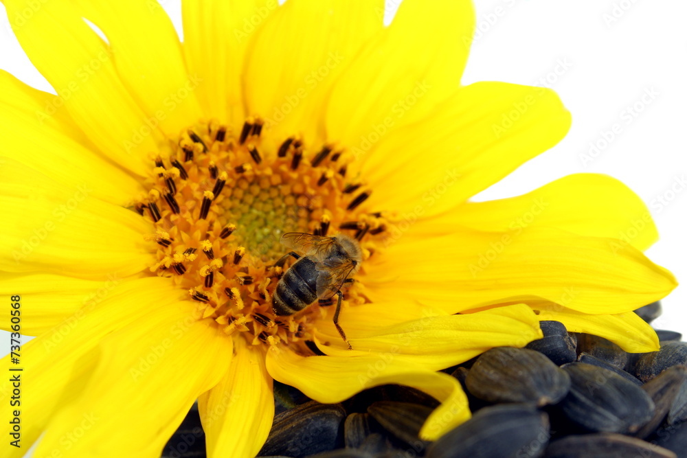 Obraz premium A wasp sits on a yellow sunflower flower.