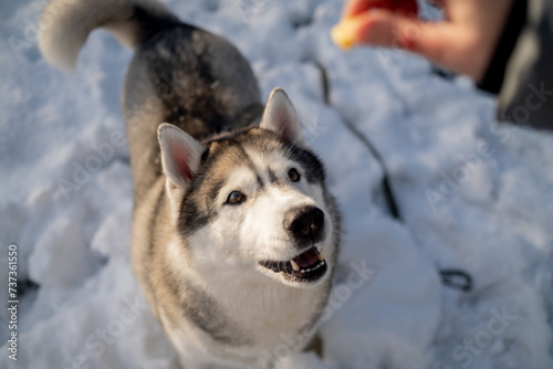 Siberian Husky in nature. Portrait of a husky against the backdrop of a winter landscape.