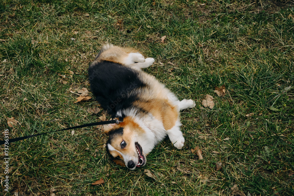 Welsh corgi Pembroke tricolor walks in the park in early spring. Puppy lay down in a clearing and refuses to go home after a walk. The owner pulls the dog on a leash.