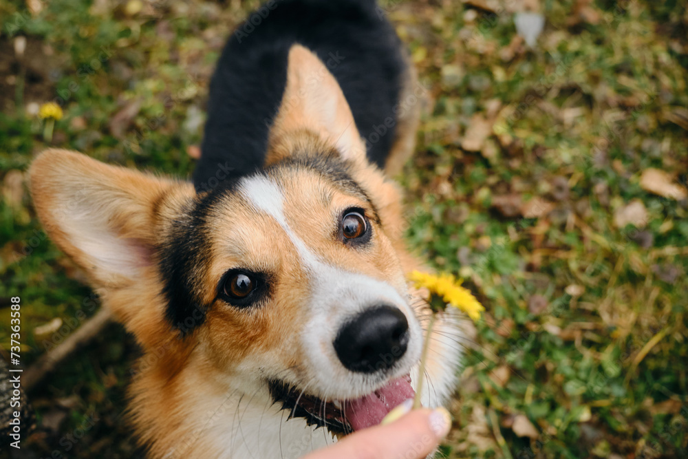 Welsh corgi Pembroke Tricolor walks in the park in early spring. Female pet owner holds a yellow dandelion in her hands and gives the dog a sniff of the flower. Top view close portrait.