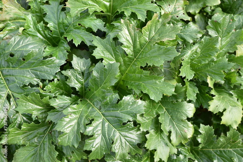 Obraz na plátně Acanthus mollis en hiver au jardin