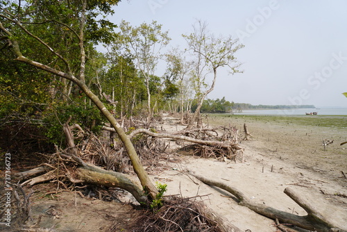 Mangrove forest  at the southern part of Bangladesh.