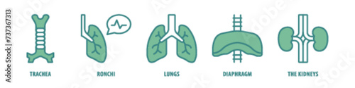The kidneys, Diaphragm, Lungs, Bronchi, Trachea editable stroke outline icons set isolated on white background flat vector illustration.