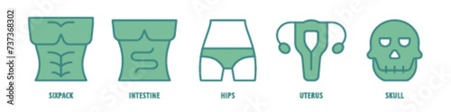 Skull, Uterus, Hips, Intestine, Six-pack editable stroke outline icons set isolated on white background flat vector illustration.