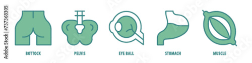 Muscle, Stomach, Eye Ball, Pelvis, Buttock editable stroke outline icons set isolated on white background flat vector illustration.