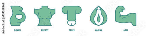 Arm, Vagina, Penis, Breast, Bowel editable stroke outline icons set isolated on white background flat vector illustration.