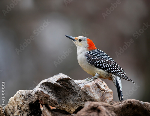 woodpecker on rock perch photo