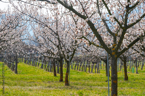 Apricot garden bloom in the Wachau valley  Lower Austria