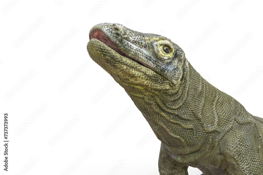 komodo dragon in white background close up view