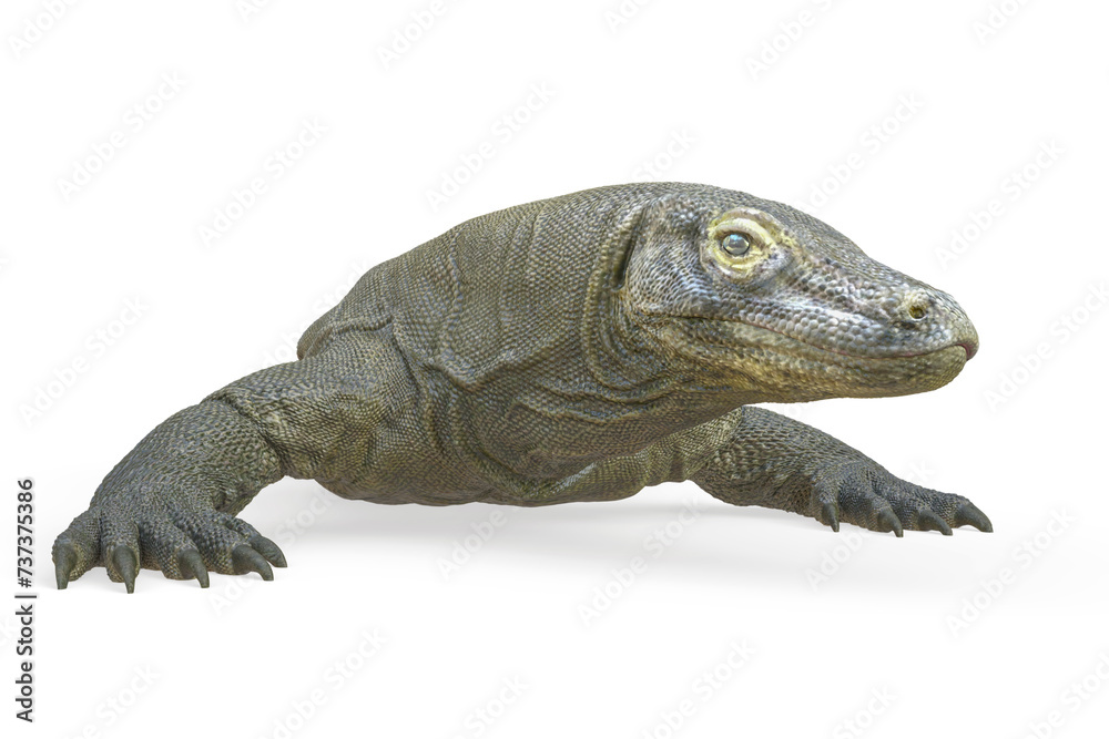 Fotografie komodo dragon is resting in white background