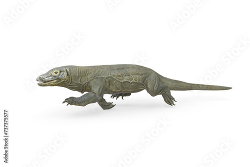 komodo dragon is running in white background on side view