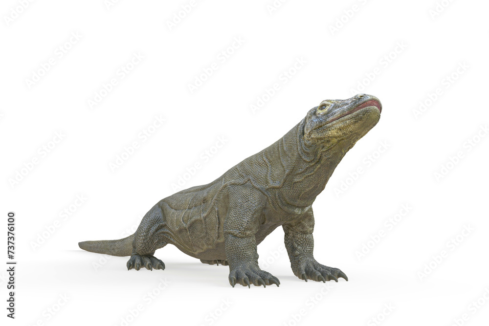 Obraz premium komodo dragon is waiting in white background