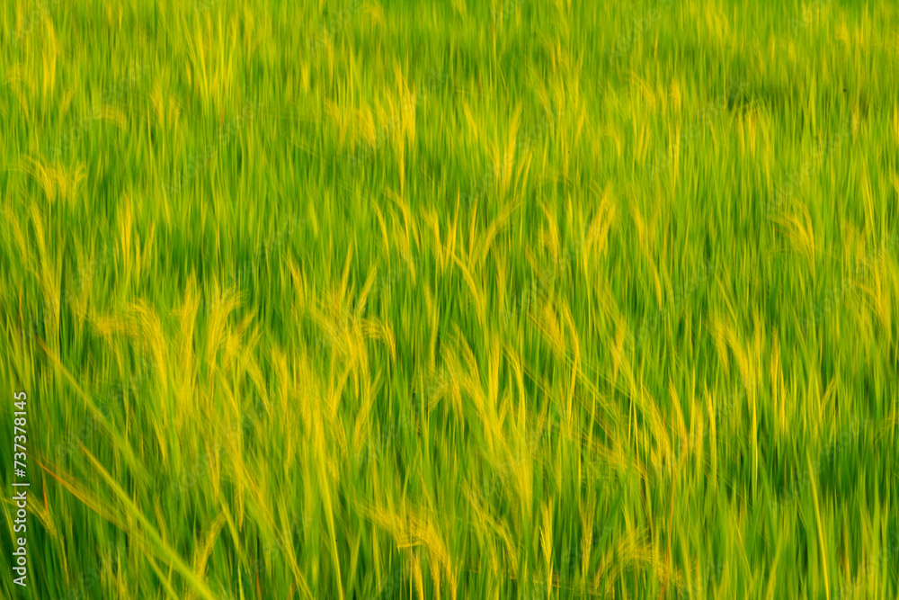 Green rice backgoround