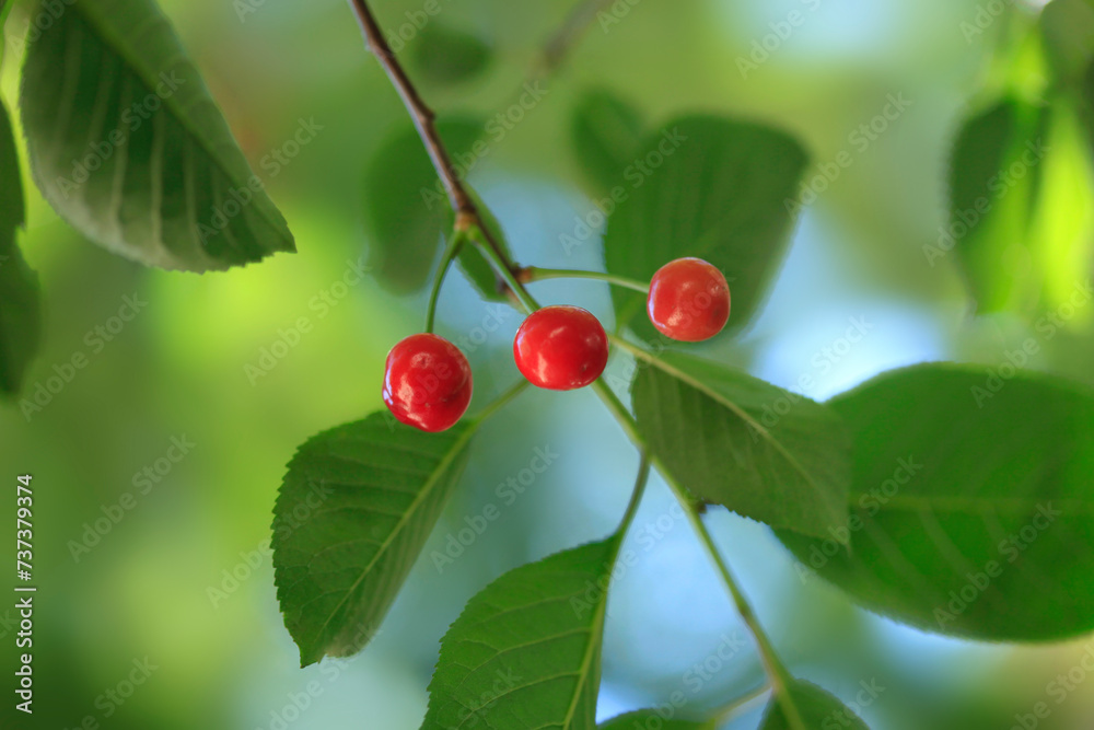 Red cherries in cherry tree Red cherries in cherry tree