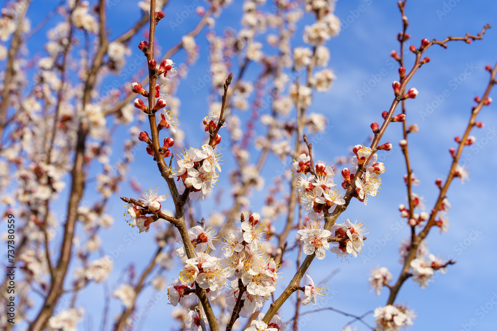 Flowers and flowering trees in early spring. Spring background with copy space Flowers and flowering trees in early spring. Spring background with copy space