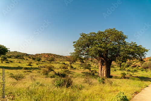 African Baobab Tree in beautiful scenery.