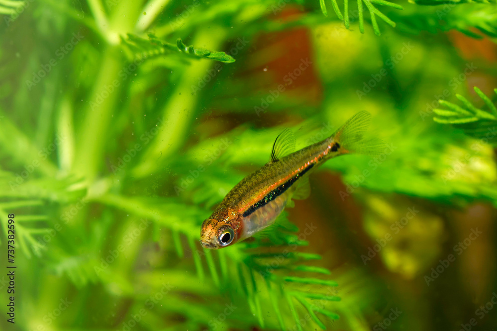 Kubotai Rasbora (Microdevario kubotai). Nano fish tank, aquarium fish.