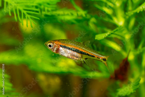 Kubotai Rasbora (Microdevario kubotai). Nano fish tank, aquarium fish. photo
