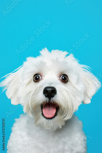 Cute, surprised dog with large, captivating eyes on blue background. Ideal for promotions, great deals or offers. Good price, Black Friday, discount. Copy space for text. Amazed pet.