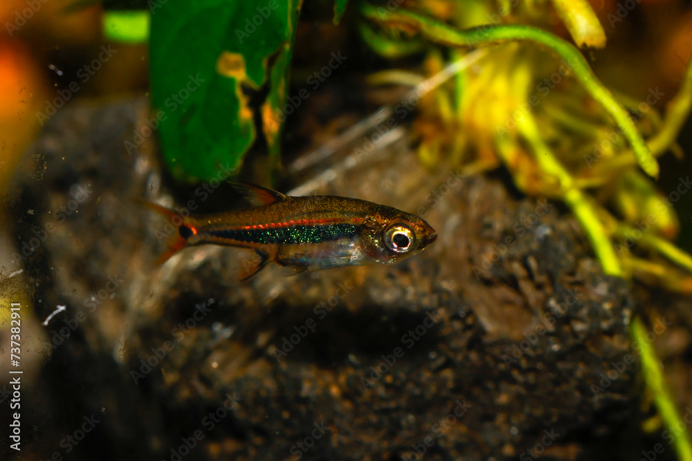 Kubotai Rasbora (Microdevario kubotai). Nano fish tank, aquarium fish. Kubotai Rasbora (Microdevario kubotai). Nano fish tank, aquarium fish.