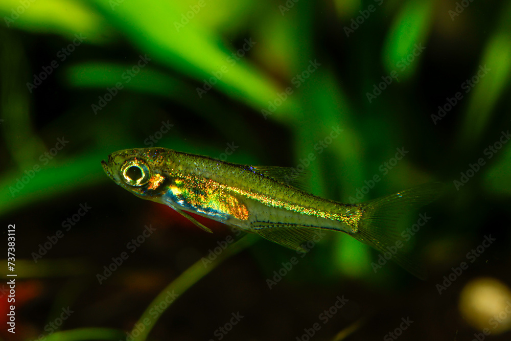 Kubotai Rasbora (Microdevario kubotai). Nano fish tank, aquarium fish.