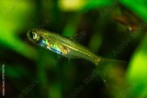Kubotai Rasbora (Microdevario kubotai). Nano fish tank, aquarium fish. photo