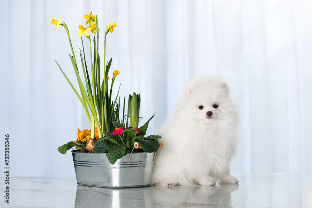 pomeranian spitz puppy sitting indoors with a pot of blooming daffodills - obrazy, fototapety, plakaty 