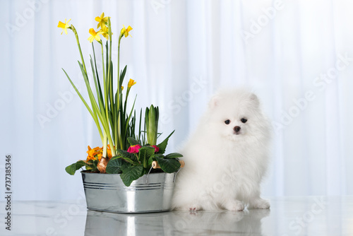 pomeranian spitz puppy sitting indoors with a pot of blooming daffodills photo