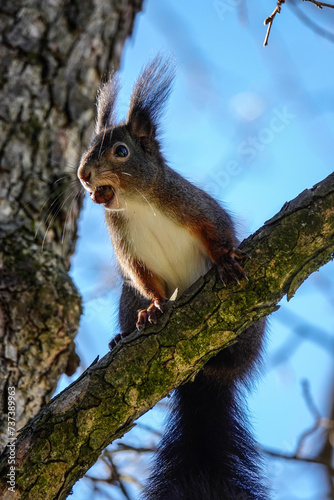 Squirrel enjoying the wintersun and ready for its favorite meal. photo