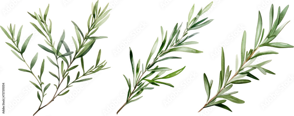 Obraz premium Rosemary herb plant watercolor illustration isolated on white transparent background.