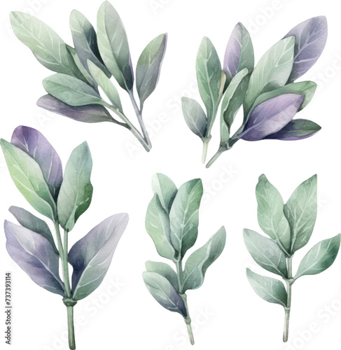Set of watercolor Common sage Plant. Floral design elements for wedding invitations, greeting cards.