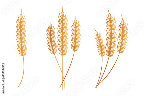 Set of bouquets of spikelets of wheat, rye, barley, golden design. Decor elements, icons, vector